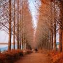 메타세콰이어길 이미지