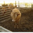 임실한우 이미지