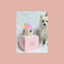오지의 펫테이블 | 강아지 생일케익 오지의펫테이블 케이크 후기