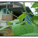 와촌농장 이미지