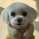 선녀와 강아지 이미지