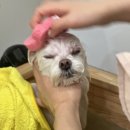 몽쉘댕댕 | 2동탄 &#39;몽쉘댕댕&#39;