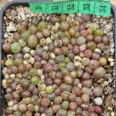 마교농장 이미지