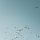 닭두꺼비 이미지