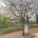 어퍼스트 | 취향에 맞는 벚꽃 명소 소개
