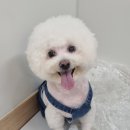 개꿈호텔 이미지