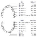 유아 치아 우식 예방법...아기를 키우는 아빠가 추천하는..... 이미지