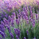 라벤더 이미지