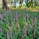 황성공원 실내체육관 | 경주 여행 황성공원 맥문동, 보랏빛 힐링 산책로