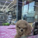 야옹아 멍멍해봐 아산점 이미지