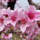 상평2리 이미지