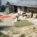 산천초목 이미지