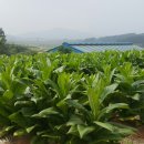 선향농장 이미지