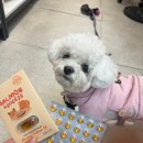 스푼풀코리아 이미지