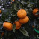 데이푸릇