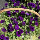 정원농장 이미지