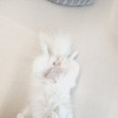 소중한 댕 이미지