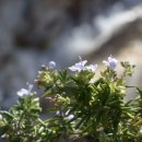 로즈마리 이미지