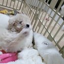 러브미독 이미지