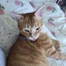 뭉치동물약국 이미지