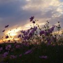 배곧생명공원 이미지