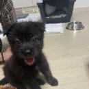서신제일카센타 | 화성 제부도 여행 촌캉스:: 애견동반 숙소 한옥 펜션 댕댕옥 후기