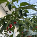 갱이농장 이미지