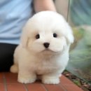 강아지사랑 | 경산강아지분양 미유펫대구점 후기 🐾— 사랑으로 시작된 인연, 가족이 된 반려견 이야기