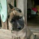 뿔난강아지 이미지