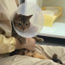 발라당냥 이미지