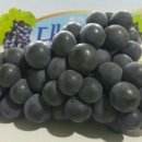 아우라 농장 이미지