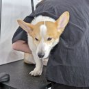 생활미용(기술과정 / 주간) | 동래애견미용학원 실제 수강 후기로 알아보기