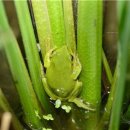 수원-1977 이미지