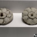 정연축산 이미지