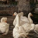 대성당안경 | [스페인] 혼자 떠난 무계획 바르셀로나 여행 6 (+츄러스, 바르셀로나대성당, 젤라또)