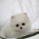 헤이독(HEY-DOG) 이미지