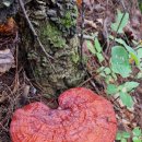 산골버섯 이미지