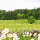 아침초원 목장 이미지