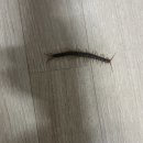 칼리토 | 나혼자만레벨업 완독 후기