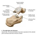 Re: 발촉진의 중요한 기준점 peroneal tubercle, tarsal canal, sustentaculum tali, talus의 medial tubercle - 다시 정리 이미지