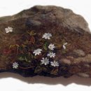 나무와 돌 이미지