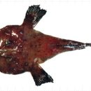 웰빙아구찜 이미지