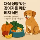 온빛채식물의학 | [반려견건강] 채식 성향 있는 강아지를 위한 베지 식단 – 식물성도 건강할 수 있을까?