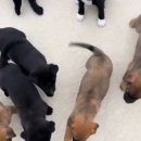 쿨한 강아지 이미지