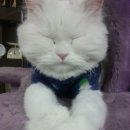 추영재동물병원 이미지