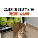 냥냥이네 이미지