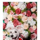 꽃길만 걷게 해줄'개' 이미지