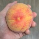 도원농원 | 거창도원 황도 조단장 9과 후기🍑