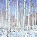 자작나무 이미지