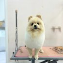 스타덤 펫살롱 이미지